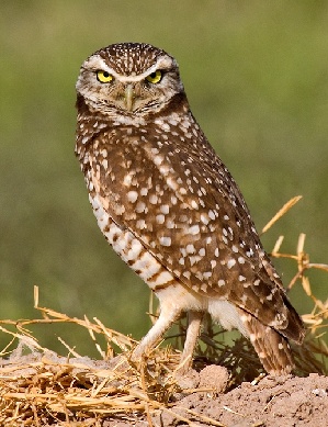 burrowing owl, naturepicsonline.com