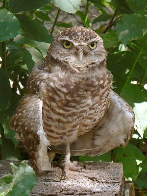 burrowing owl, license public domain, wikipedia