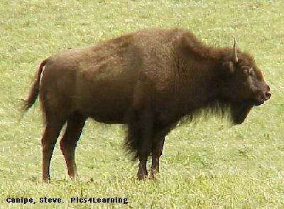CANADIAN WILDLIFE - THE BISON - largest land animal in North America