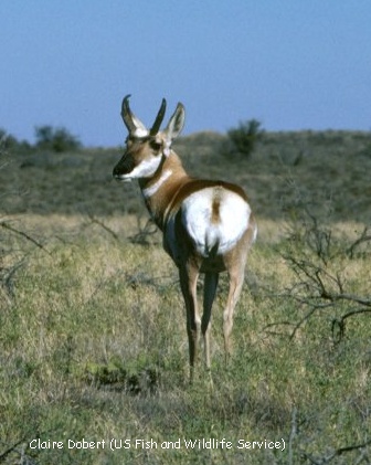 CANADIAN ANIMALS - PRONGHORN - the fastest land animal in North America
