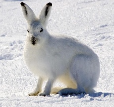ARCTIC ANIMALS - adaptations for survival on the Arctic tundra and in the  Arctic seas