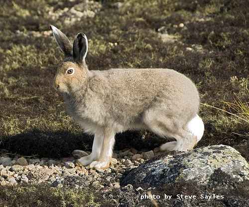 Arctic Hare - adaptations for survival in the far north