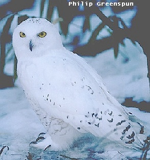 snowy owl, Philip Greenspun