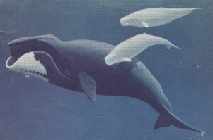 bowhead and belugas