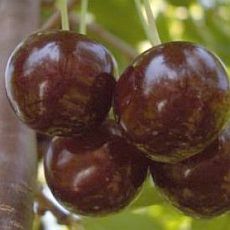 dwarf sour cherries; Wikipedia; 
Creative Commons Attribution-ShareAlike 3.0 License
