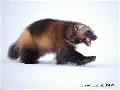 THE WOLVERINE - largest member of the weasel family